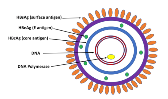 Grafische weergave van HBV-markers