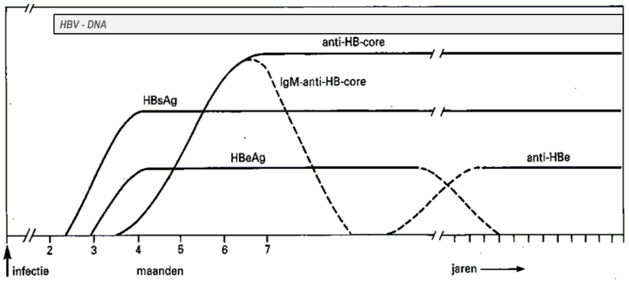 Weergave van het verloop van HBV-markers bij een chronische HBV-infectie