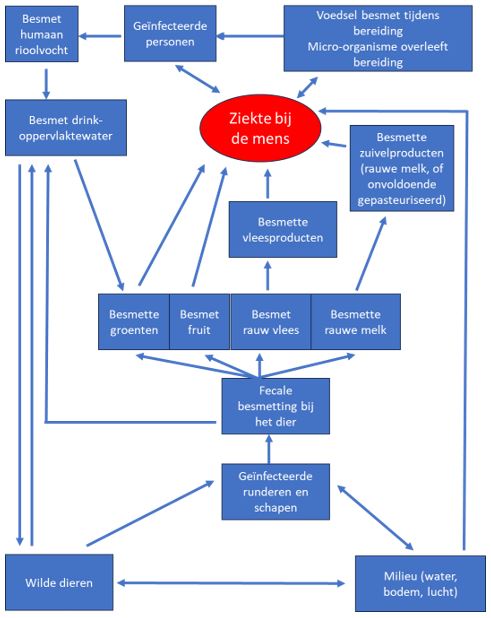 Diagram van de belangrijkste manieren van verspreiding van STEC