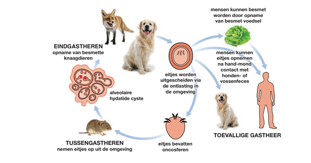 Figuur 1: Levenscyclus van E. multilocularis. Bron: ESCAPP BeNeLux. 