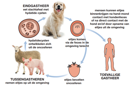 Figuur 1: Levenscyclus van E. granulosus. Bron: ESCCAP BeNeLux. 